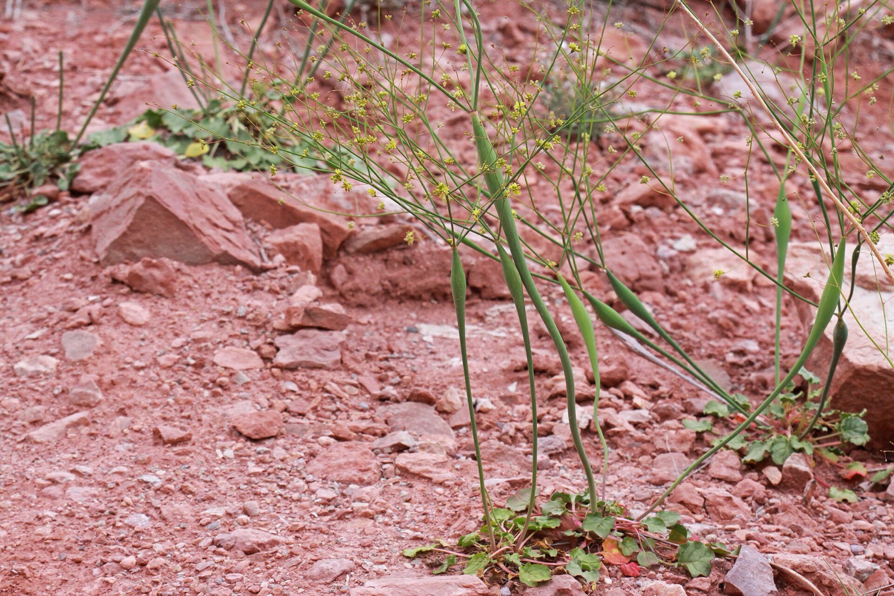 Desert Trumpet — photo 17
