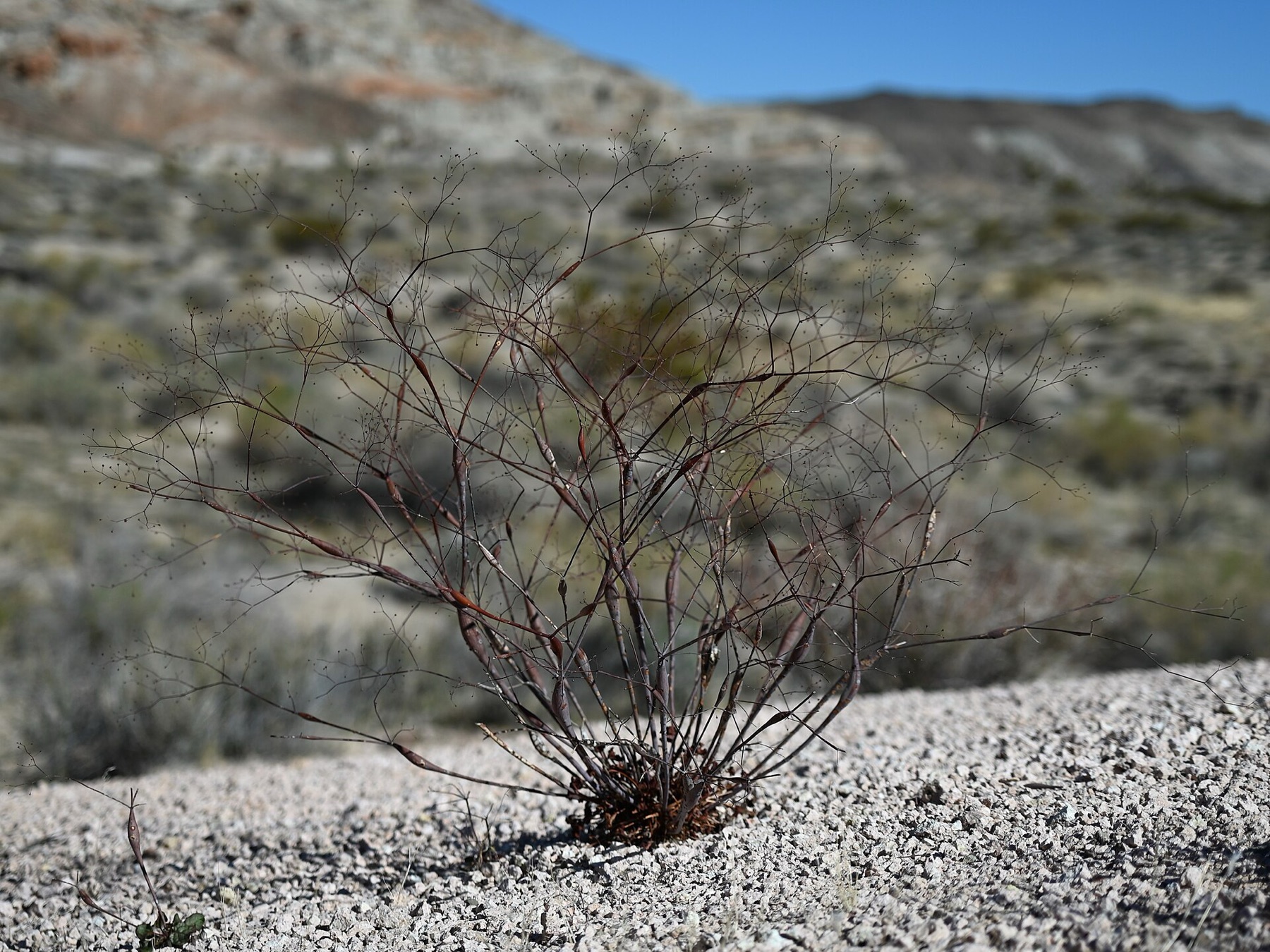 Desert Trumpet — photo 18