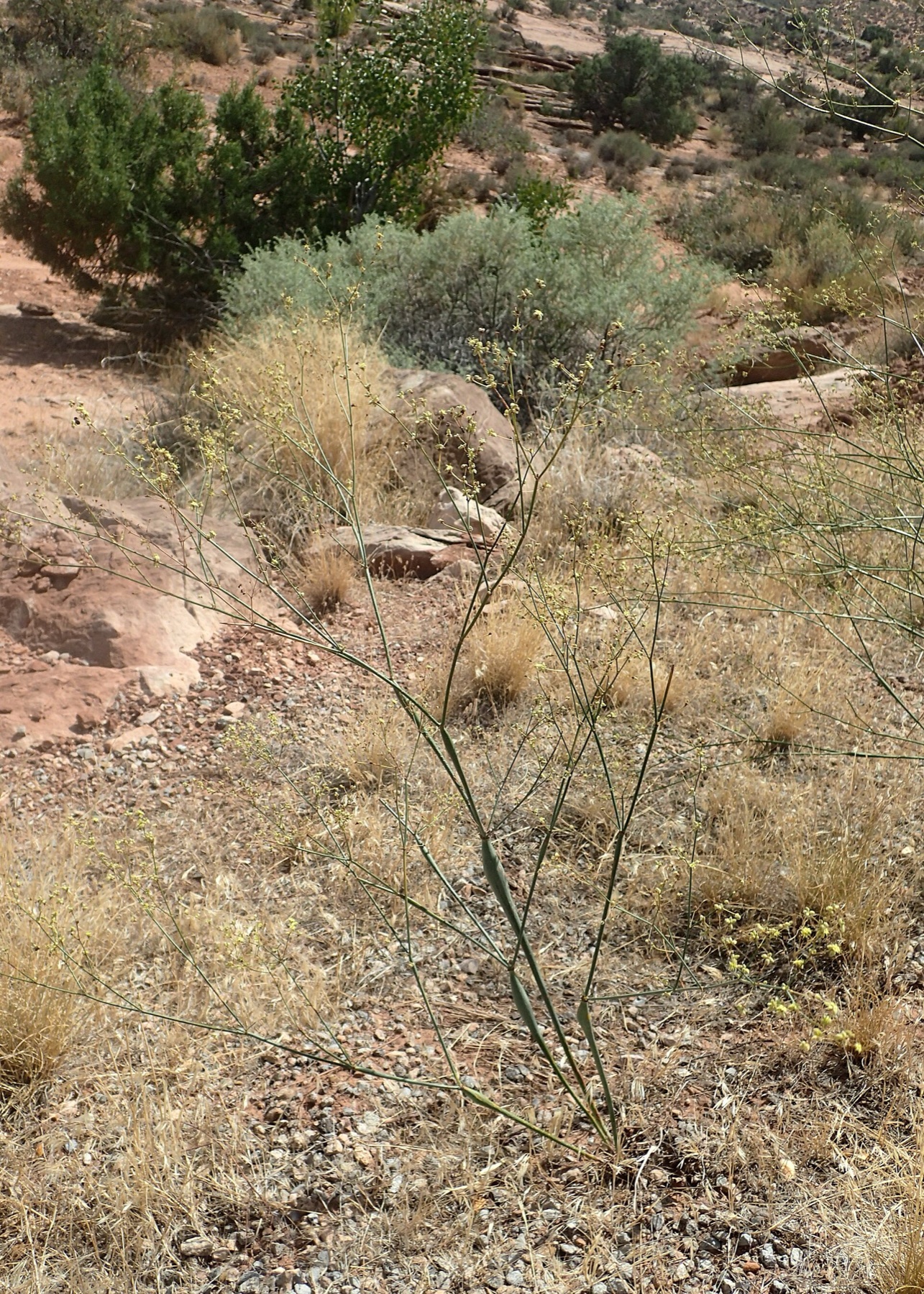 Desert Trumpet — photo 19