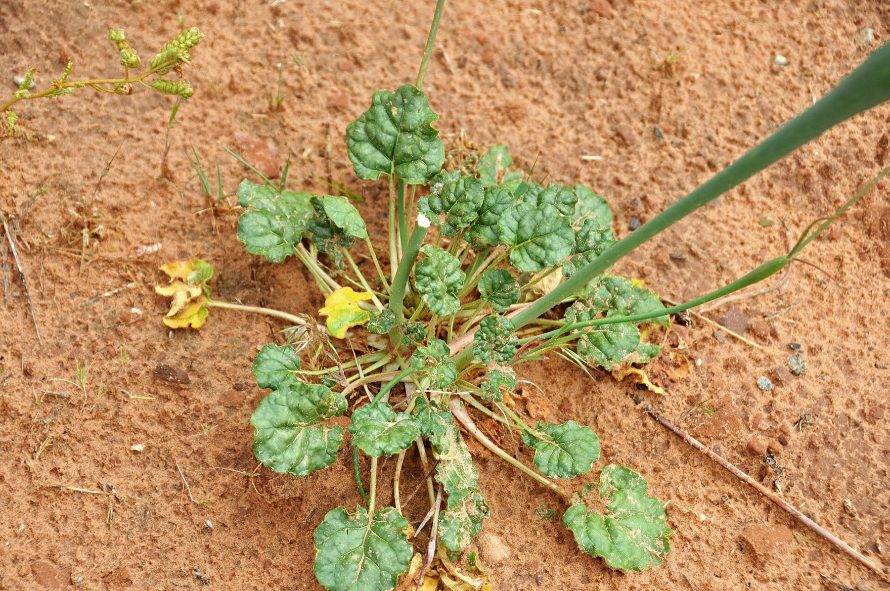 Desert Trumpet — photo 20