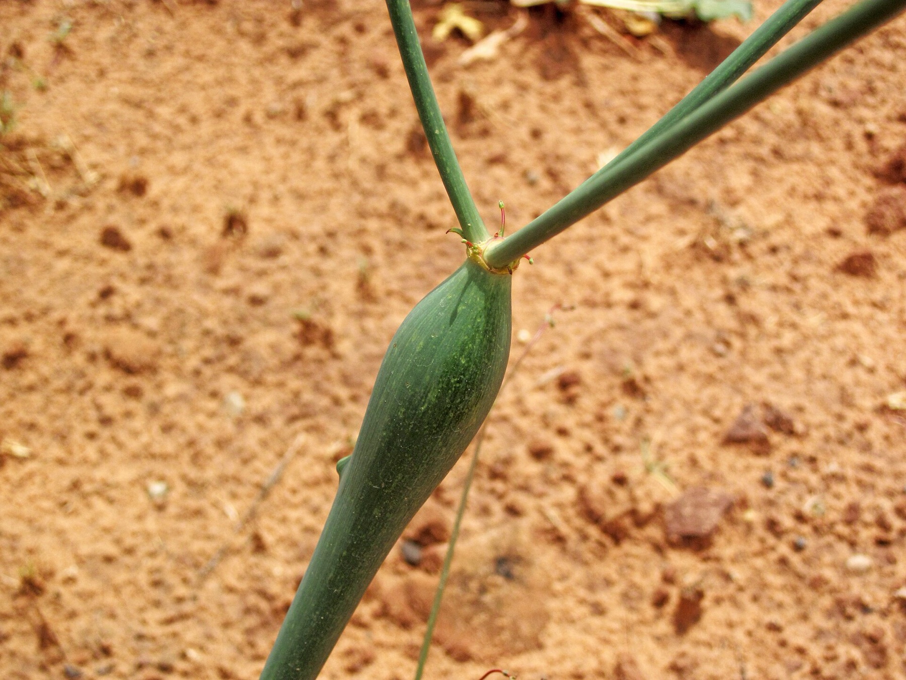 Desert Trumpet — photo 21