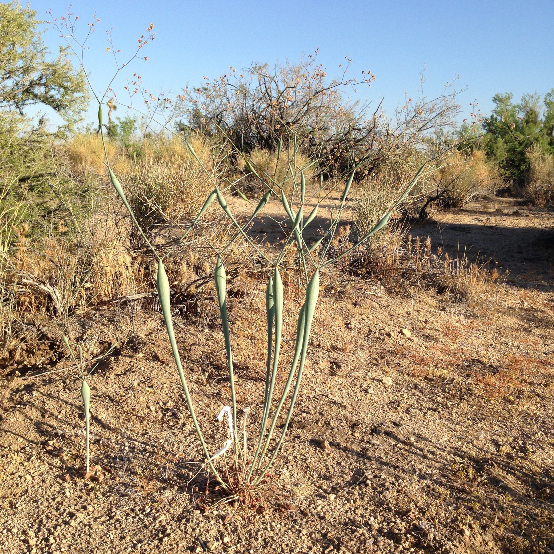 Desert Trumpet — photo 22
