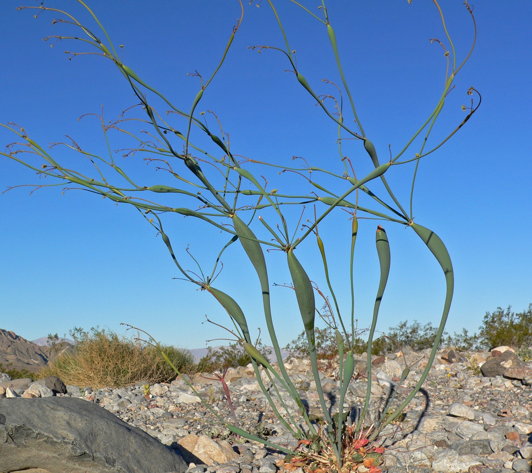 Desert Trumpet — photo 23