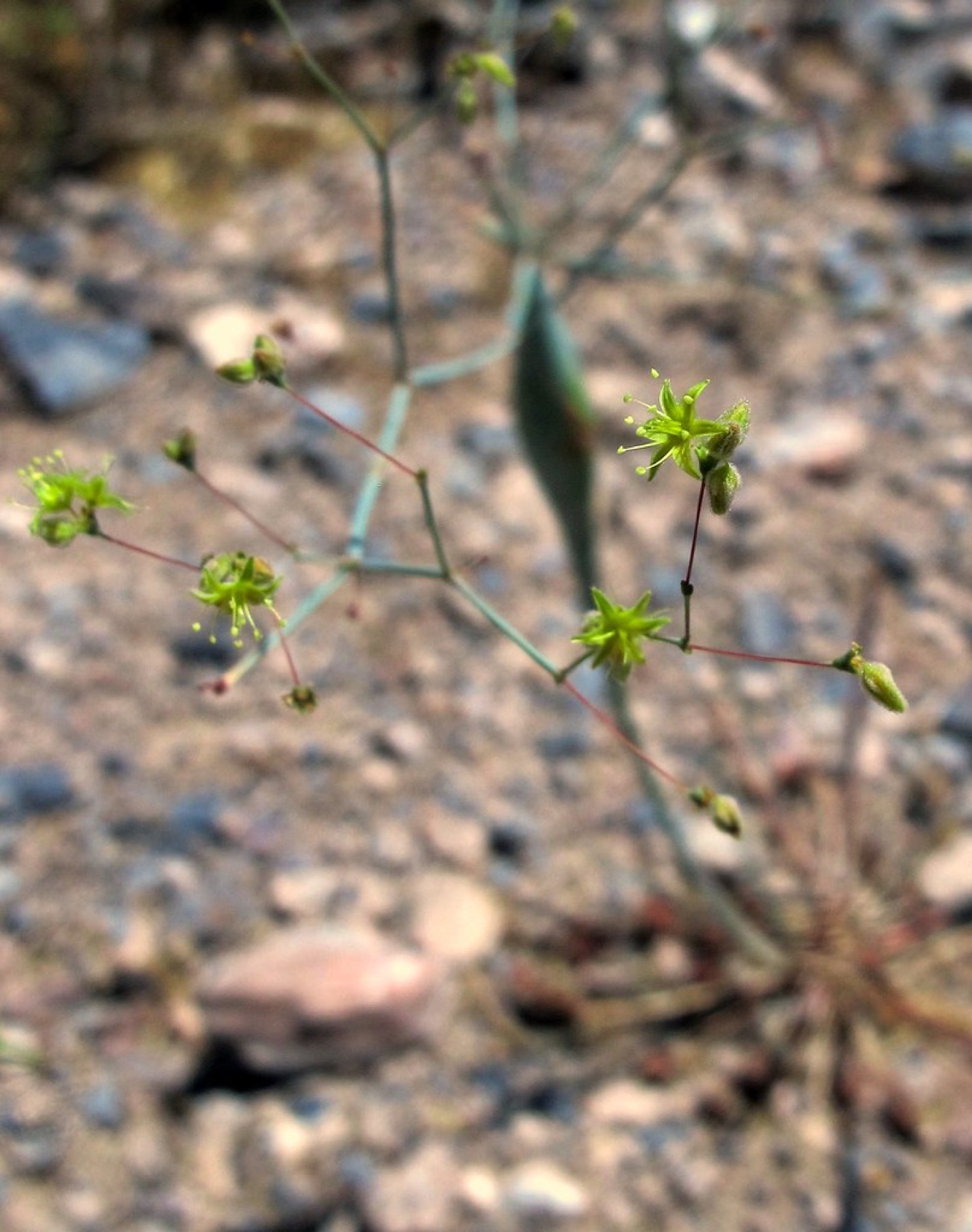Desert Trumpet — photo 24