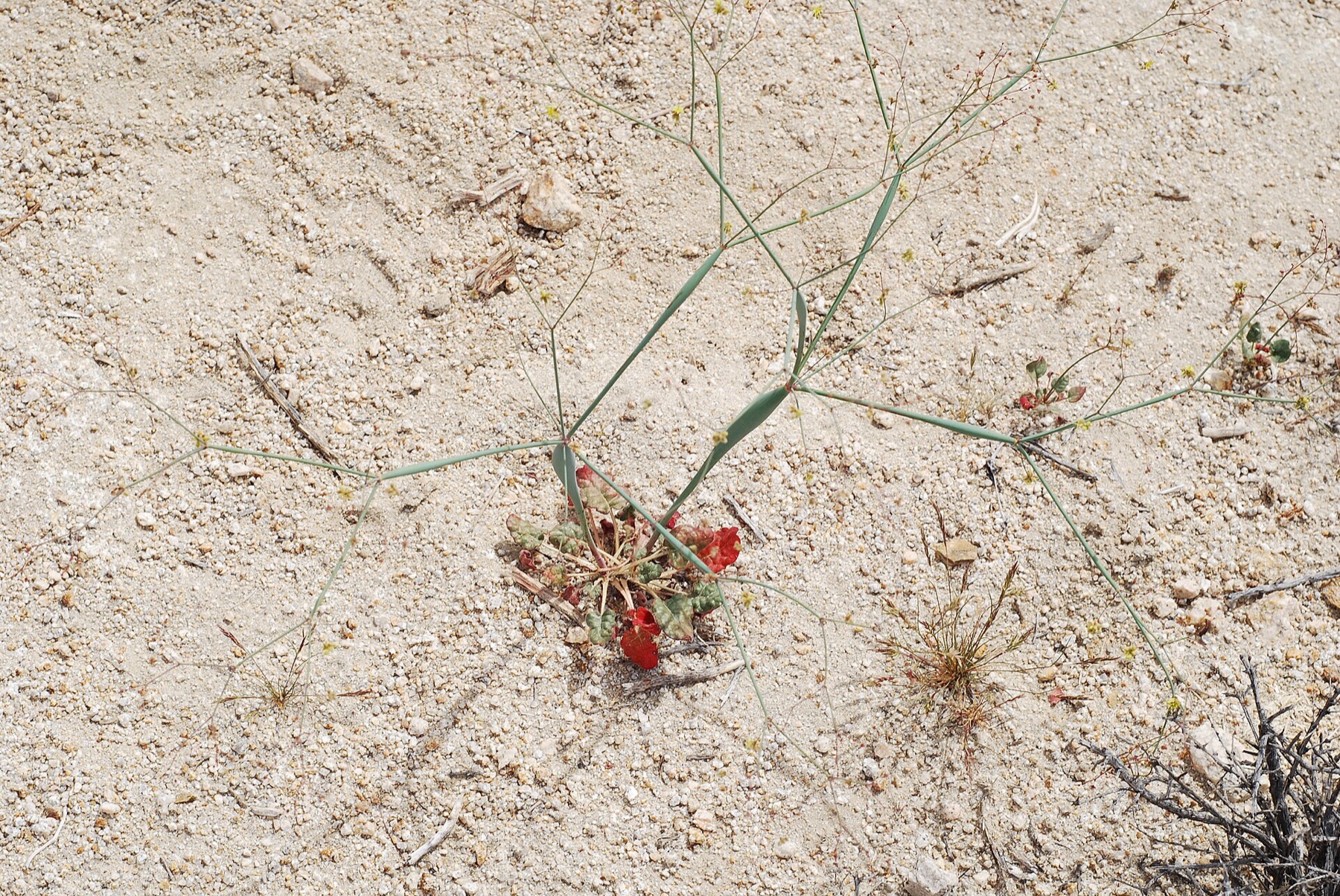 Desert Trumpet — photo 1