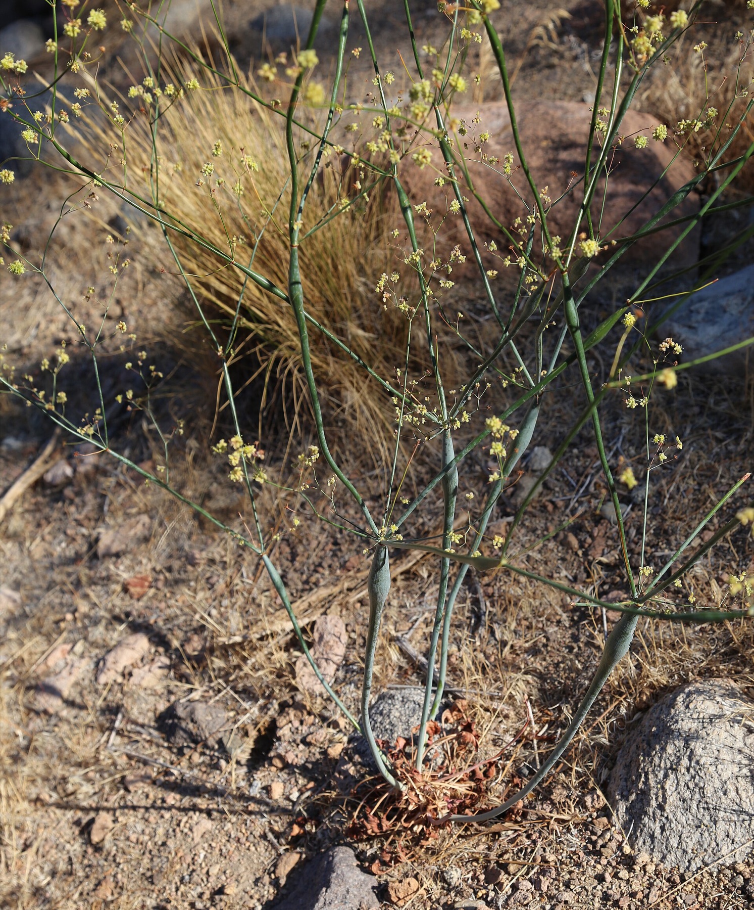 Desert Trumpet — photo 2