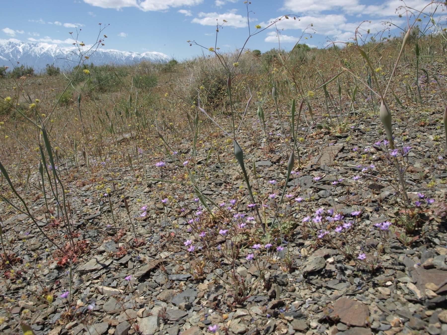 Desert Trumpet — photo 3
