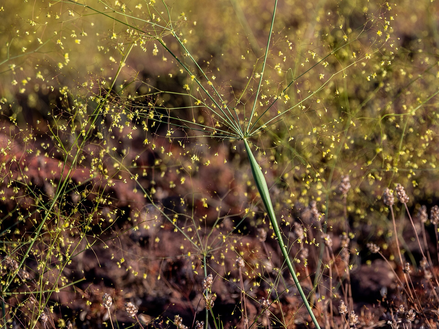 Desert Trumpet — photo 4