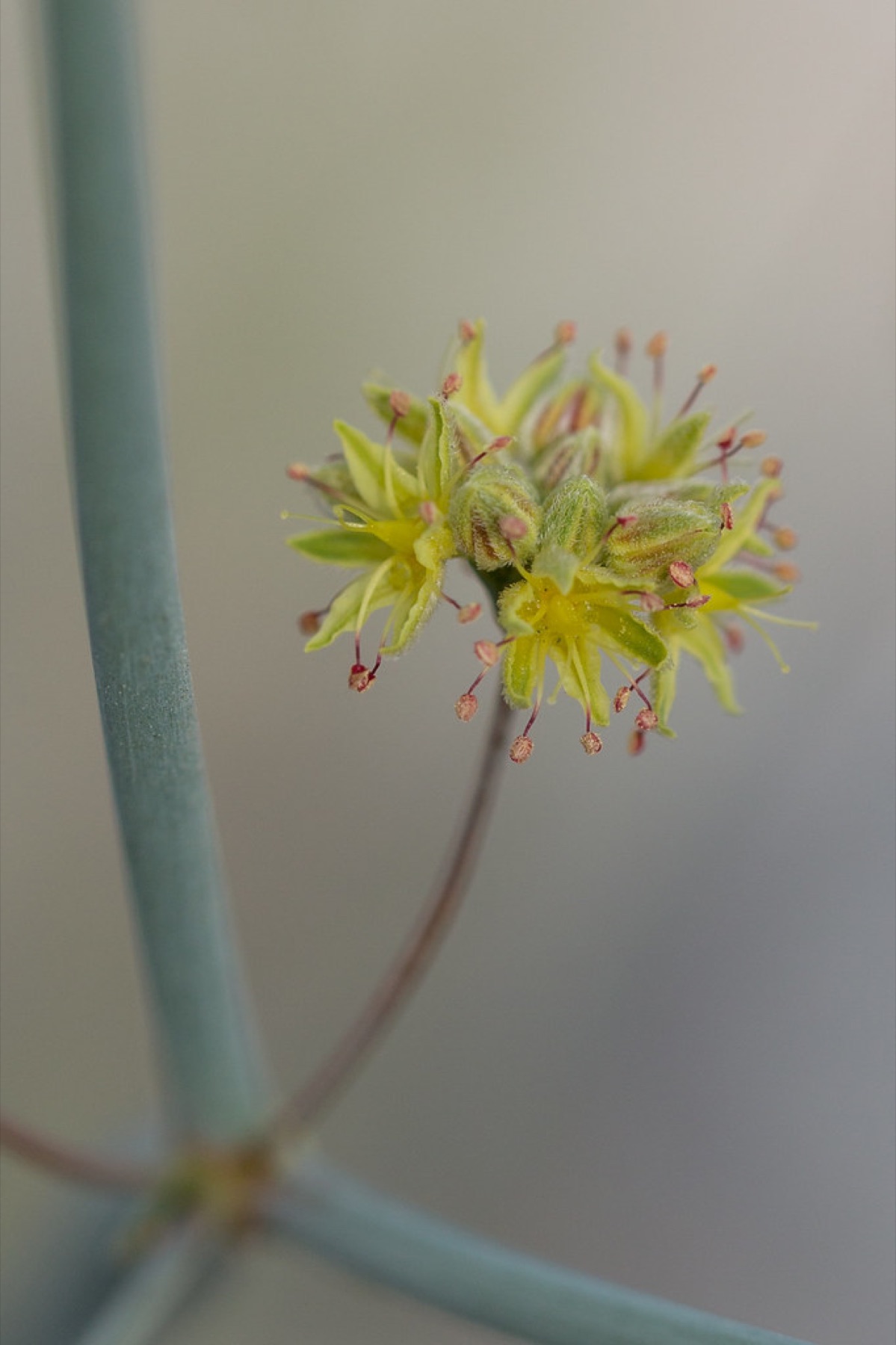 Desert Trumpet — photo 5