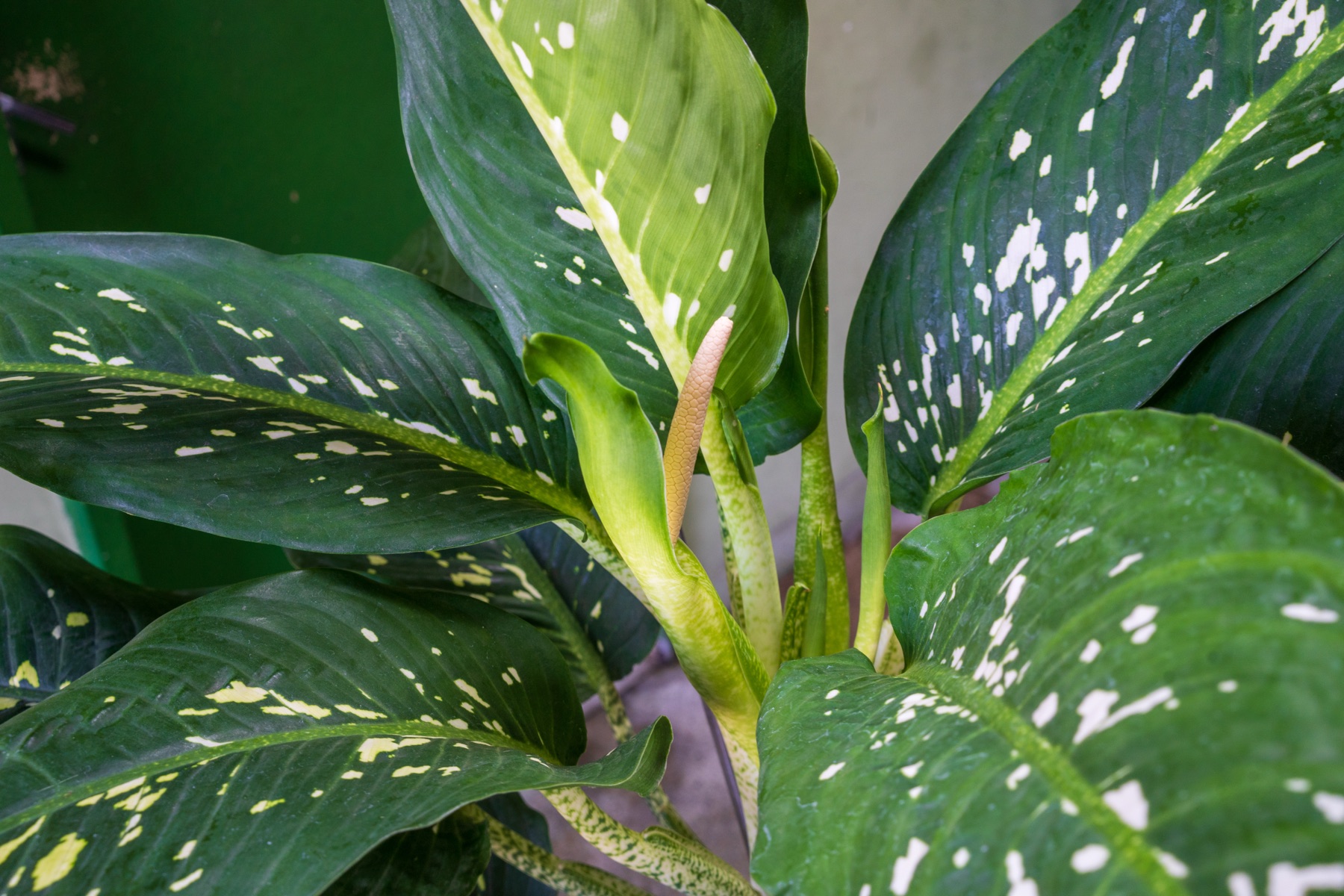 Dieffenbachia — photo 6