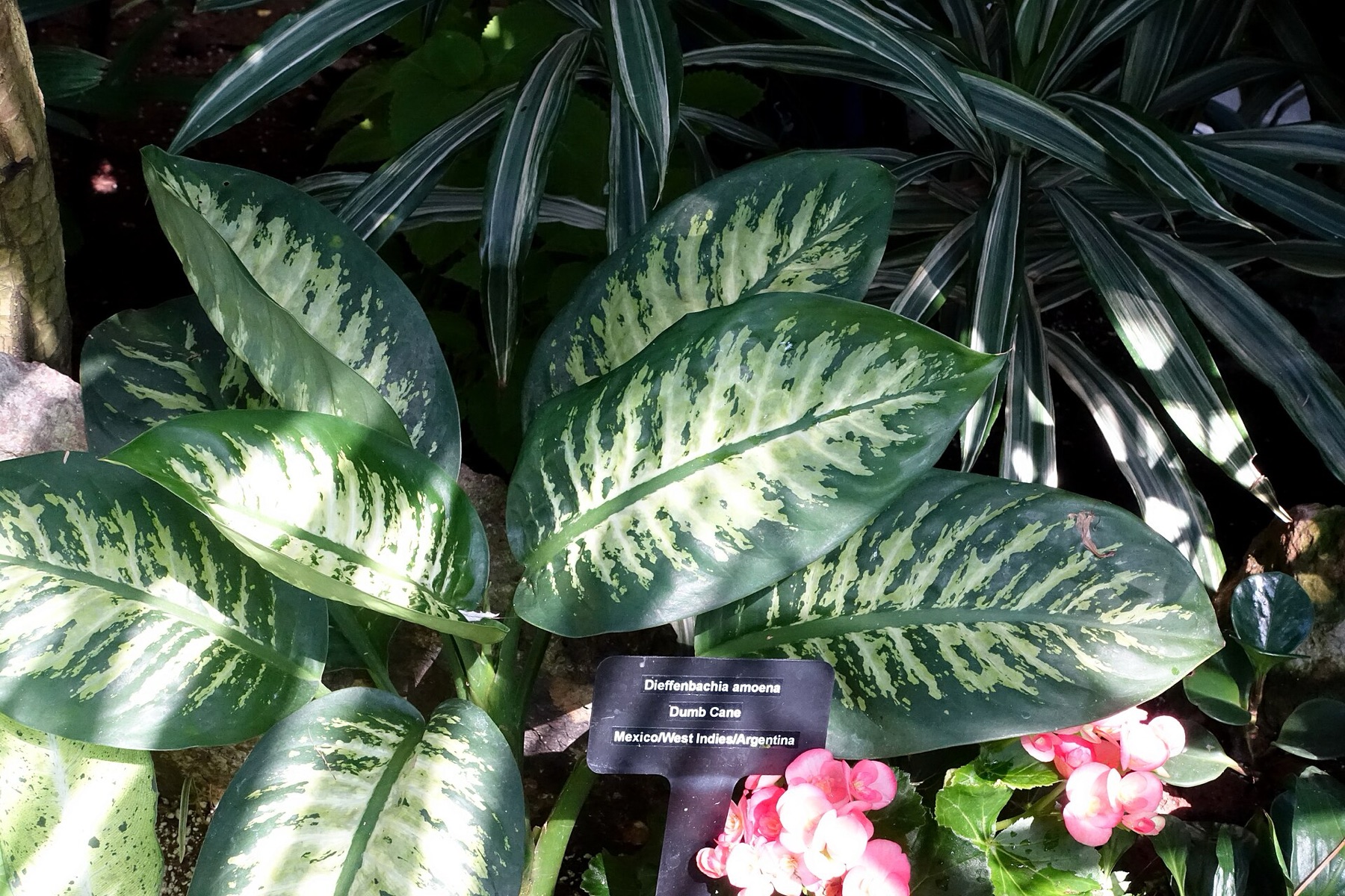 Dieffenbachia — photo 7