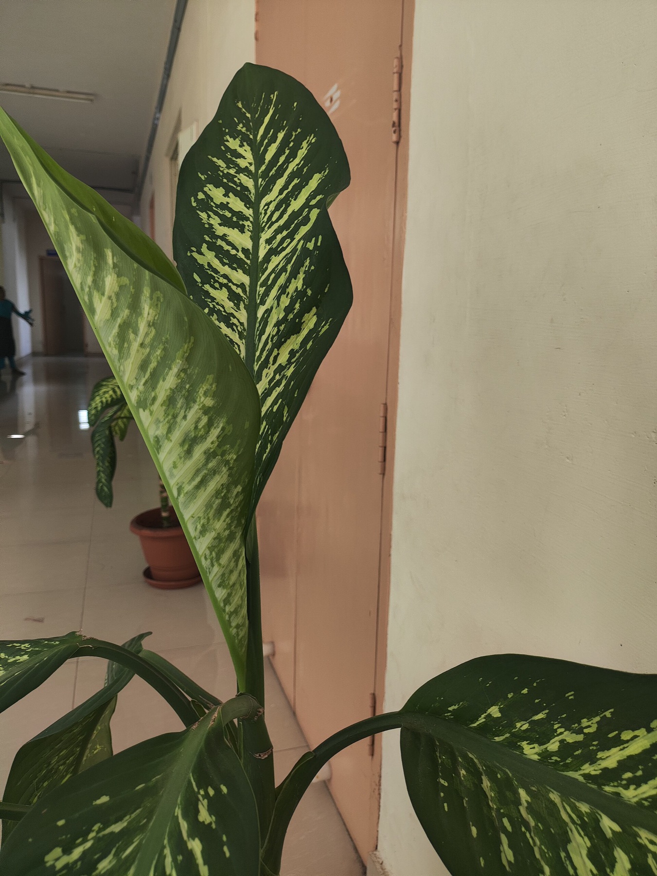 Dieffenbachia — photo 8