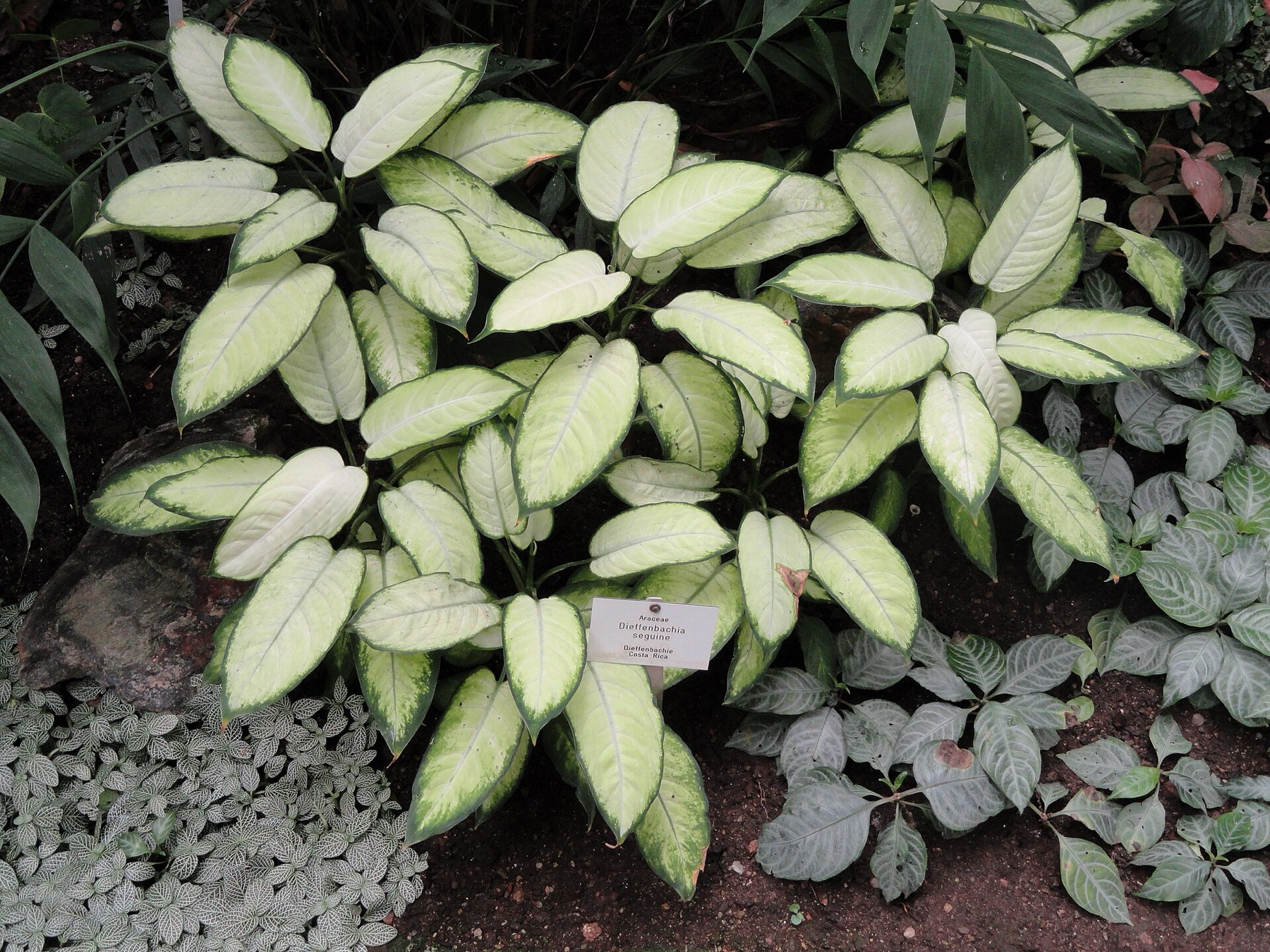 Dieffenbachia — photo 9