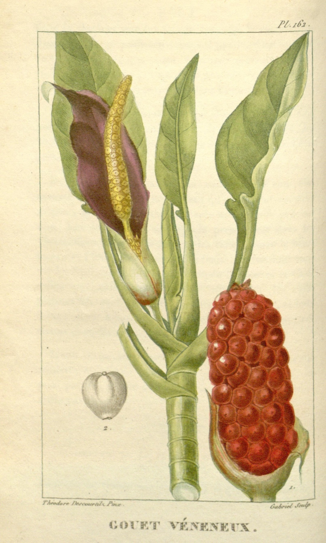Dieffenbachia — photo 11