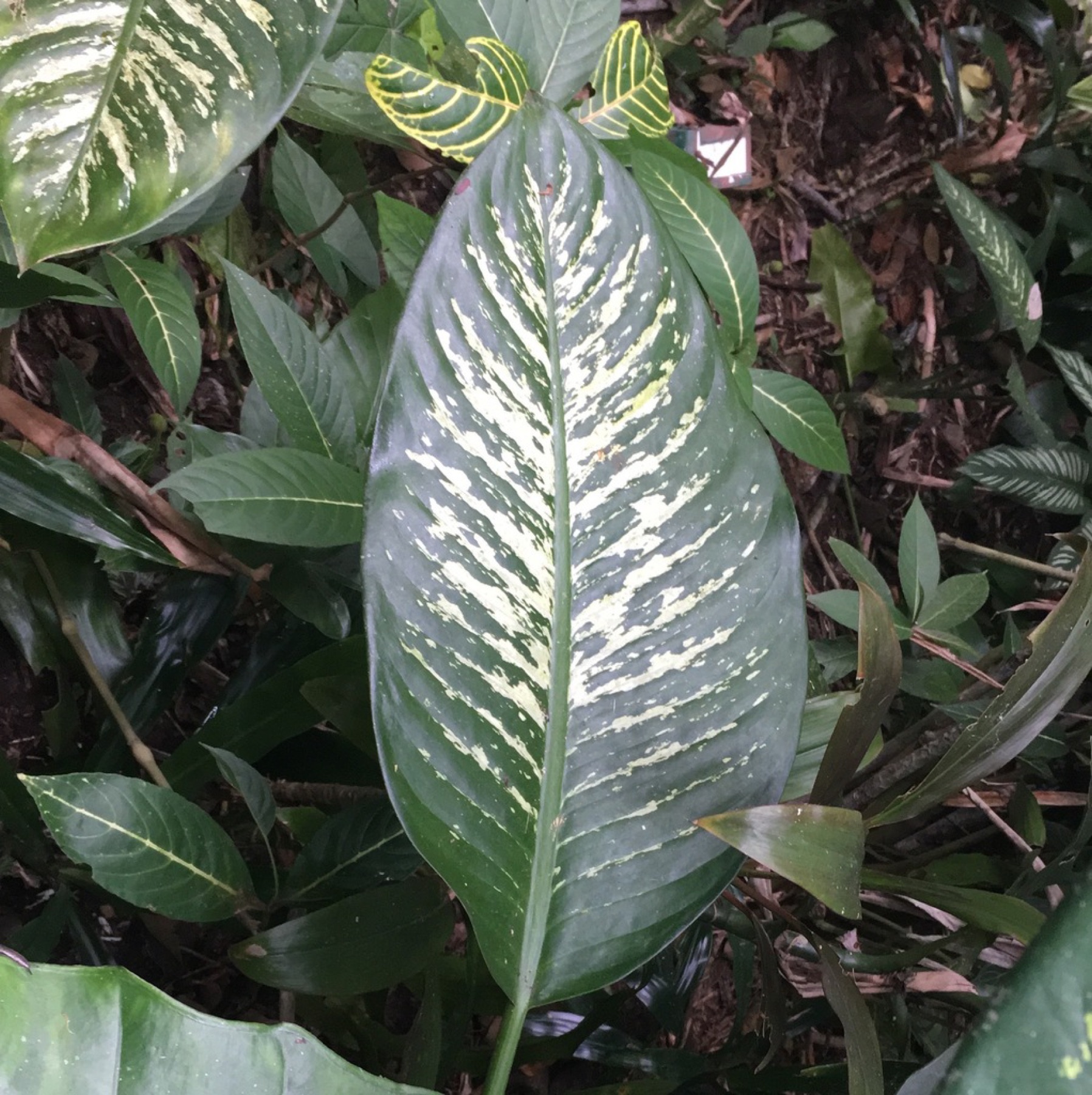 Dieffenbachia — photo 12