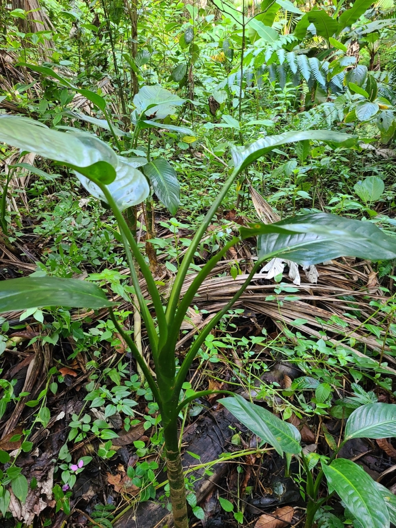 Dieffenbachia — photo 13