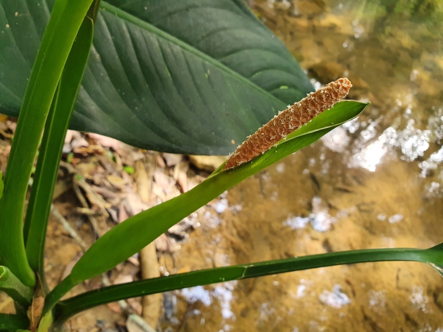 Dieffenbachia — photo 14