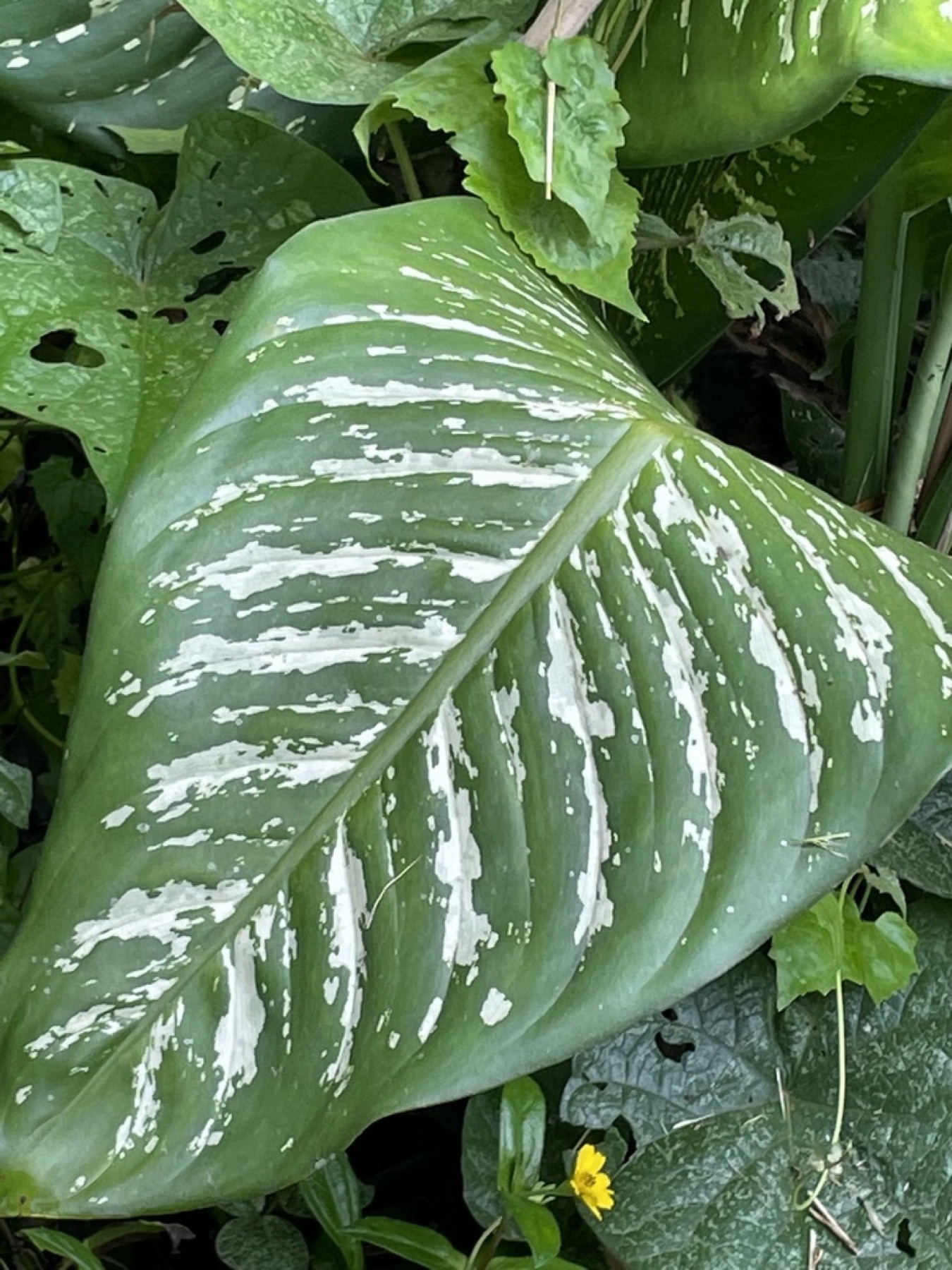 Dieffenbachia — photo 15