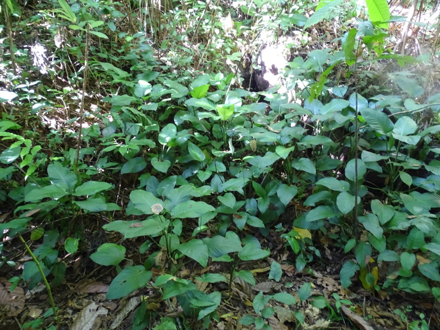 Dieffenbachia — photo 16