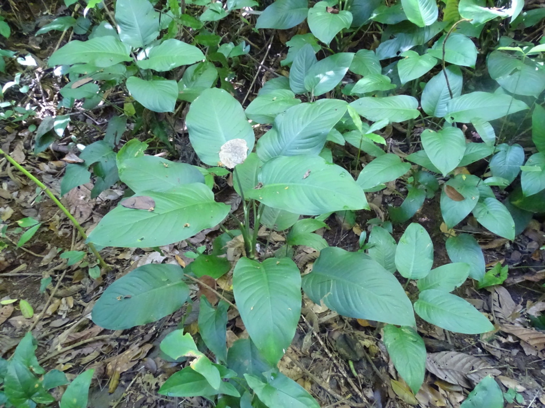 Dieffenbachia — photo 17