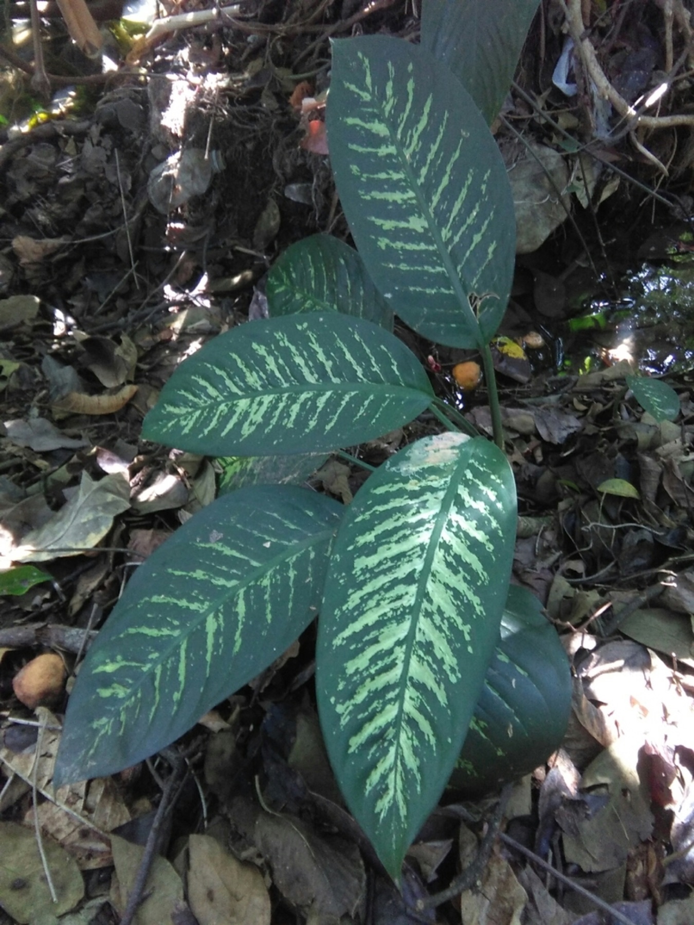 Dieffenbachia — photo 18