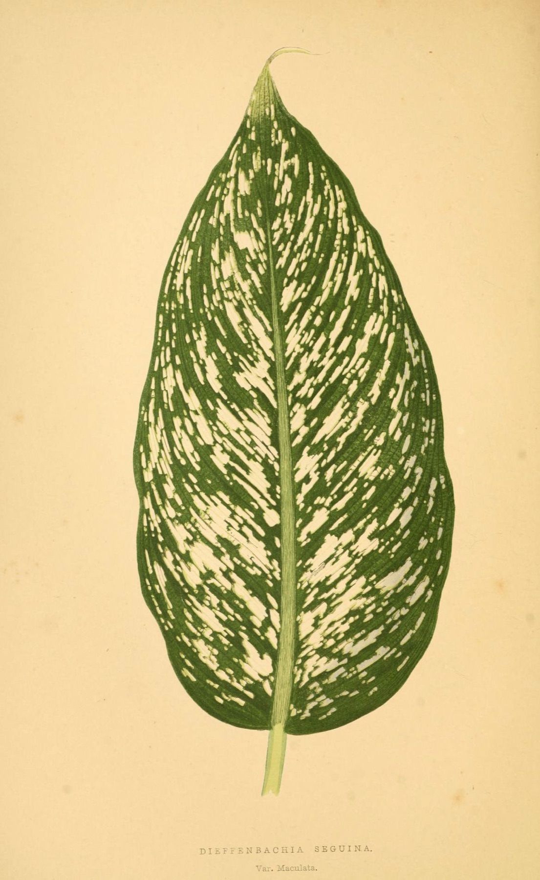 Dieffenbachia — photo 19