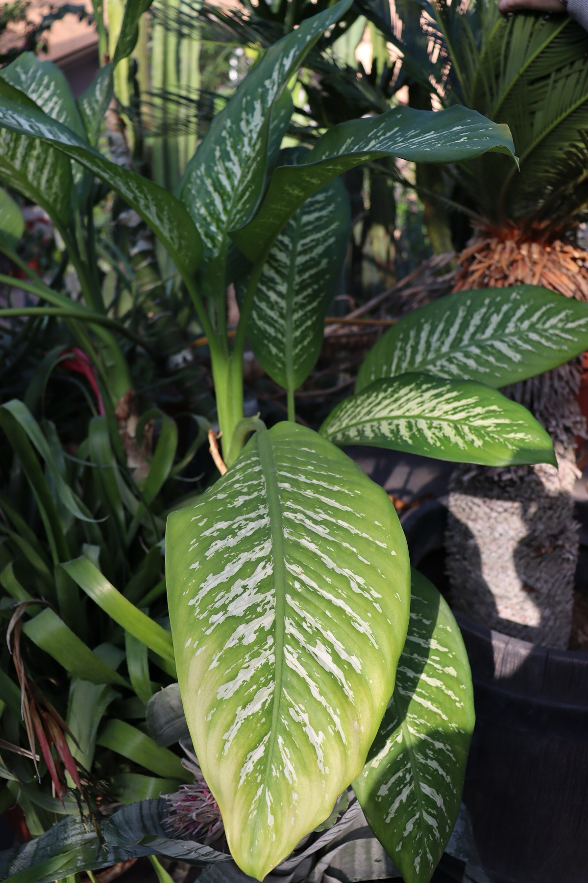 Dieffenbachia — photo 20
