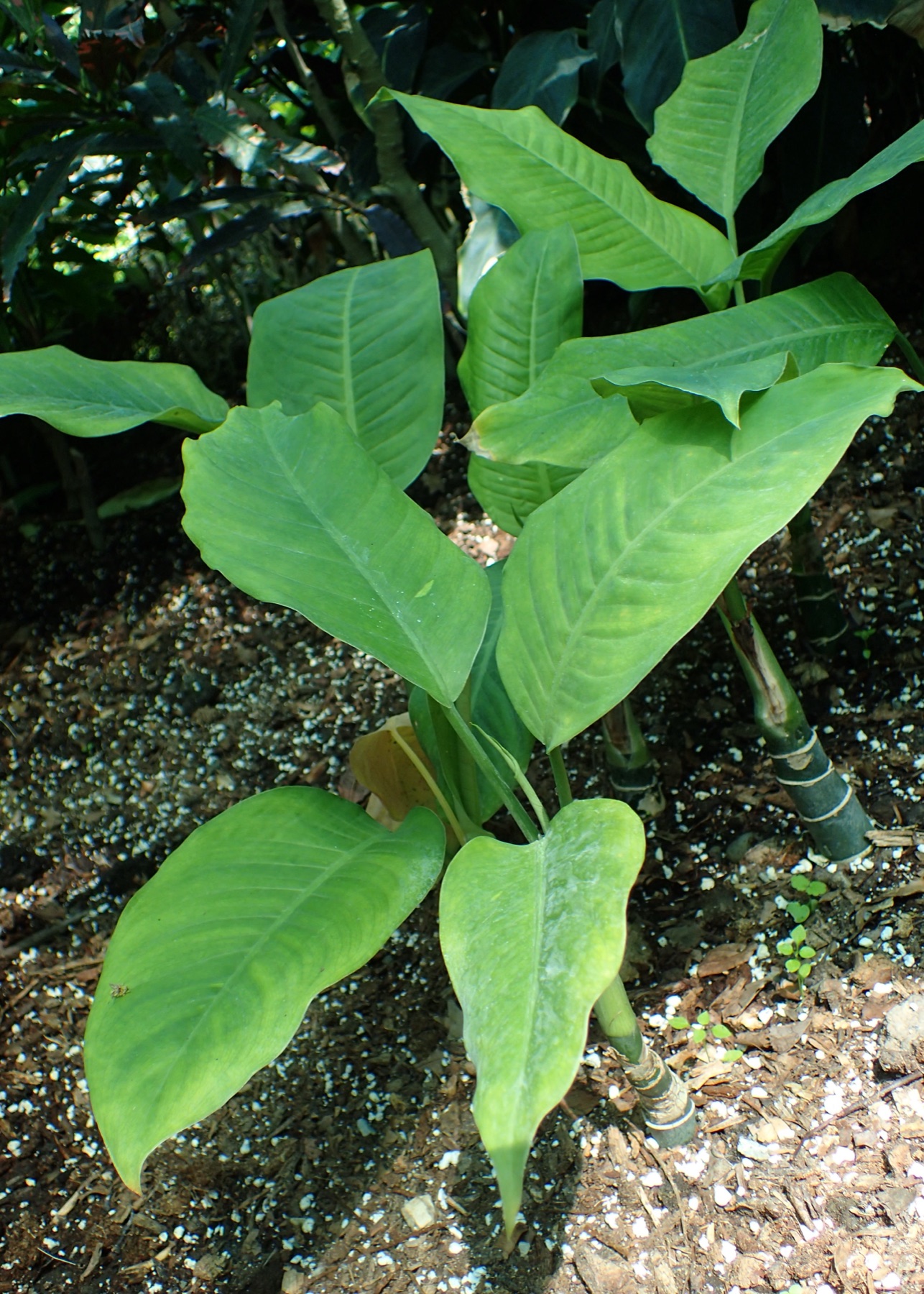 Dieffenbachia — photo 21
