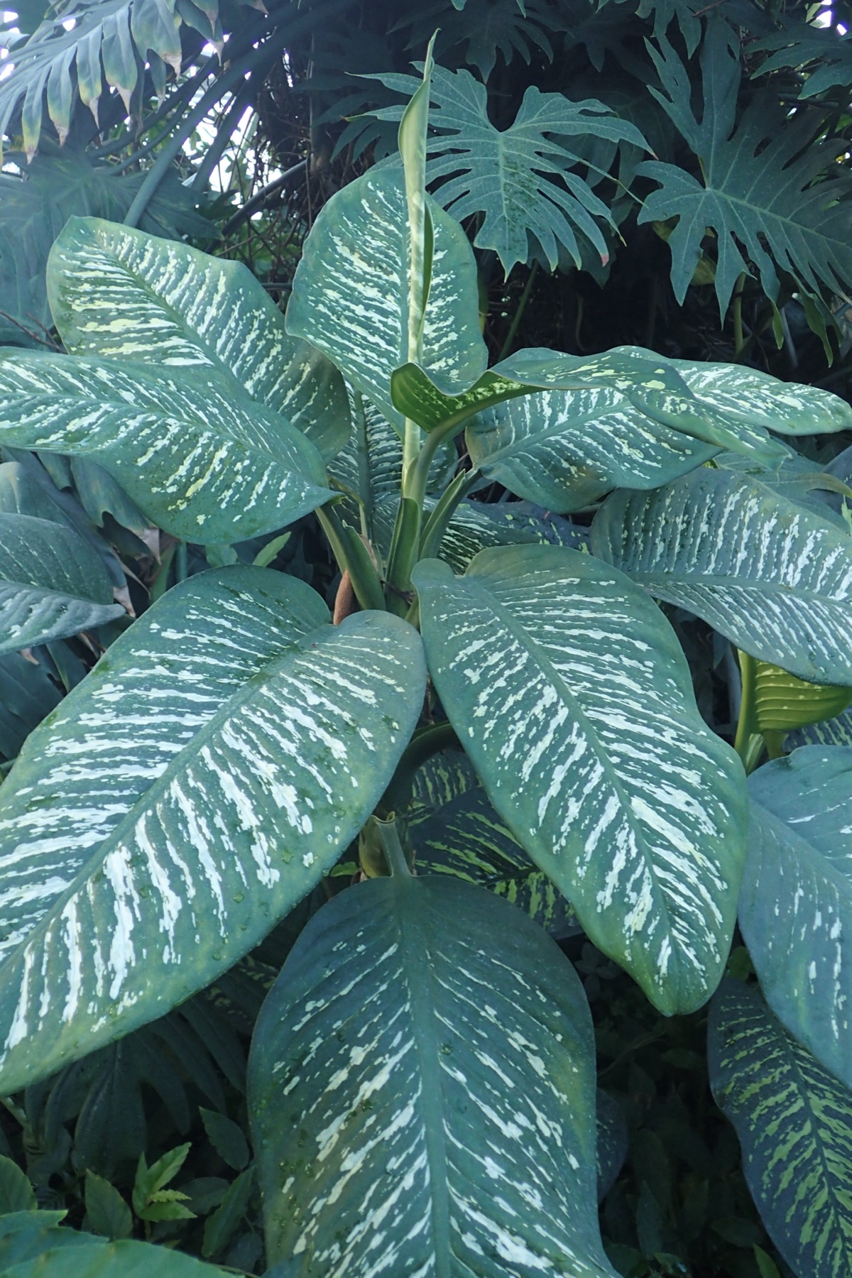 Dieffenbachia — photo 22