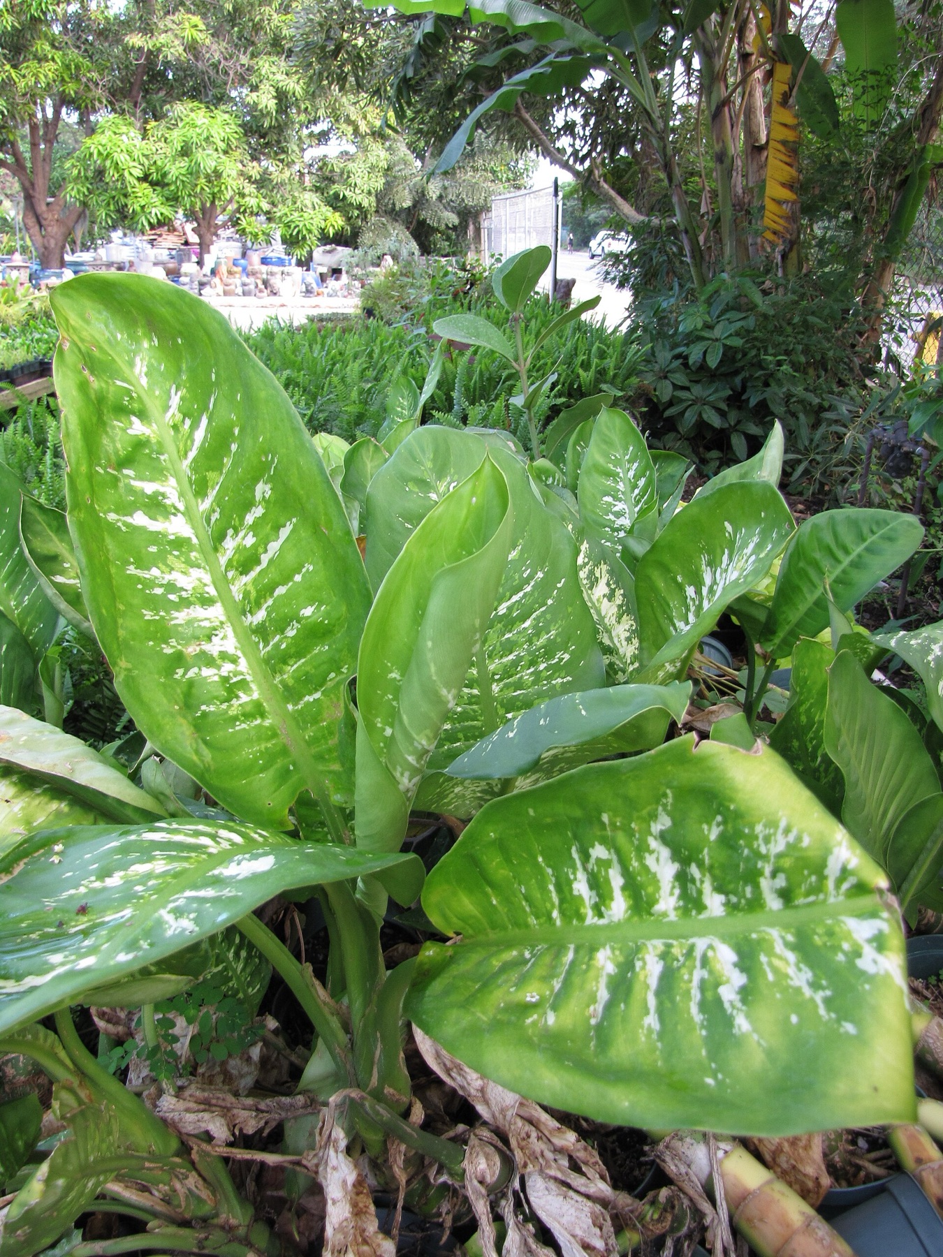 Dieffenbachia — photo 1