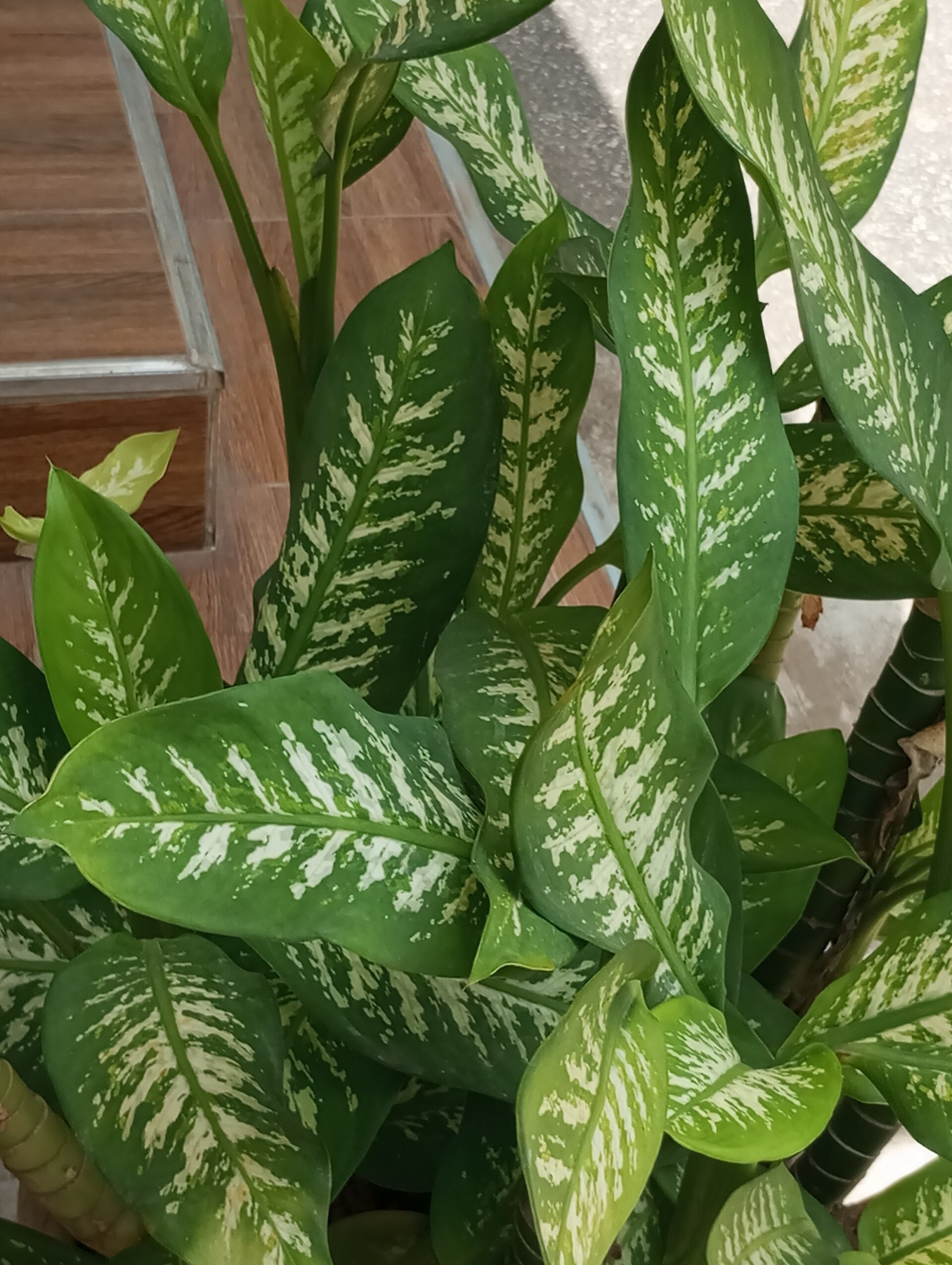 Dieffenbachia — photo 2