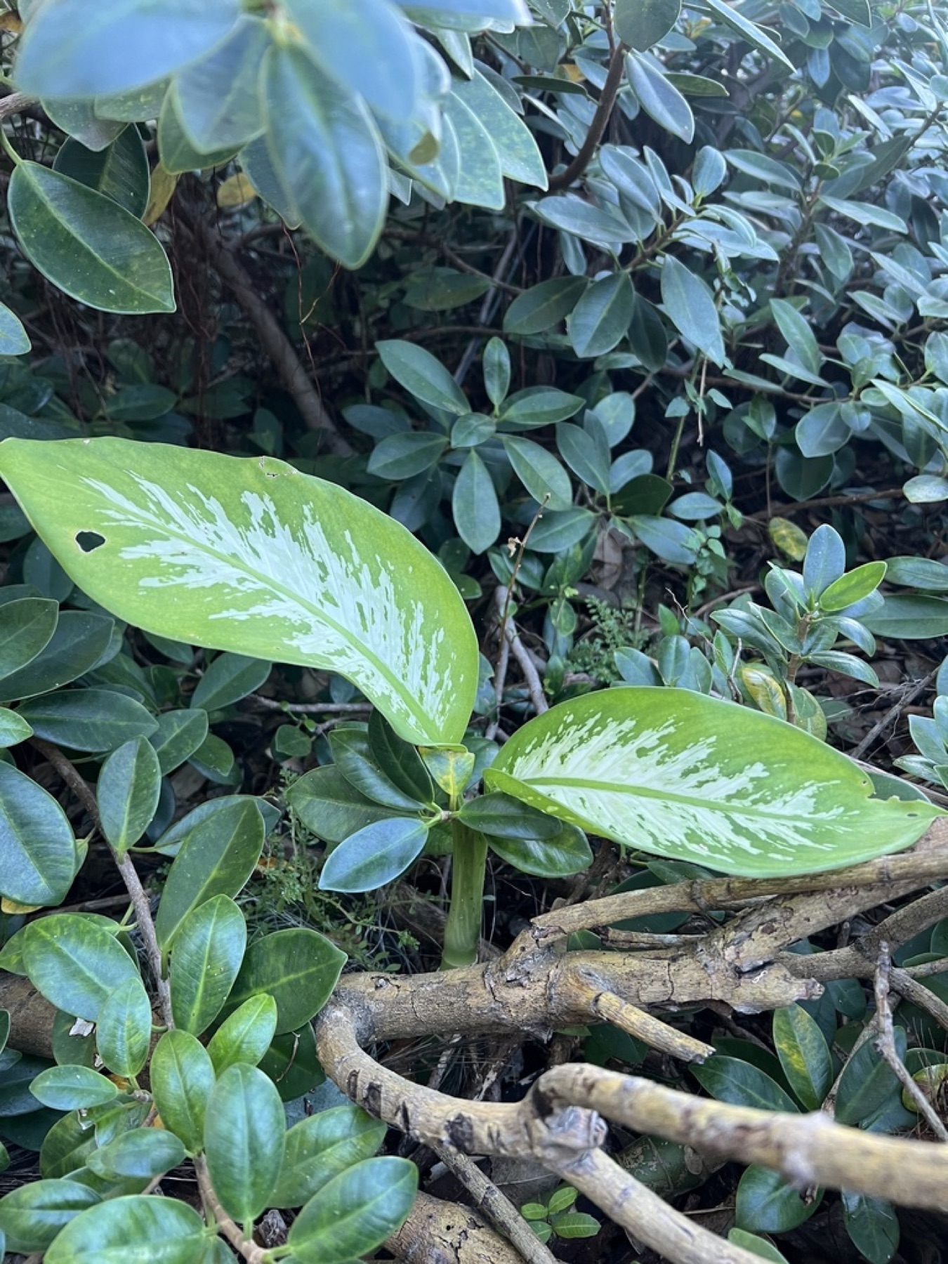 Dieffenbachia — photo 3
