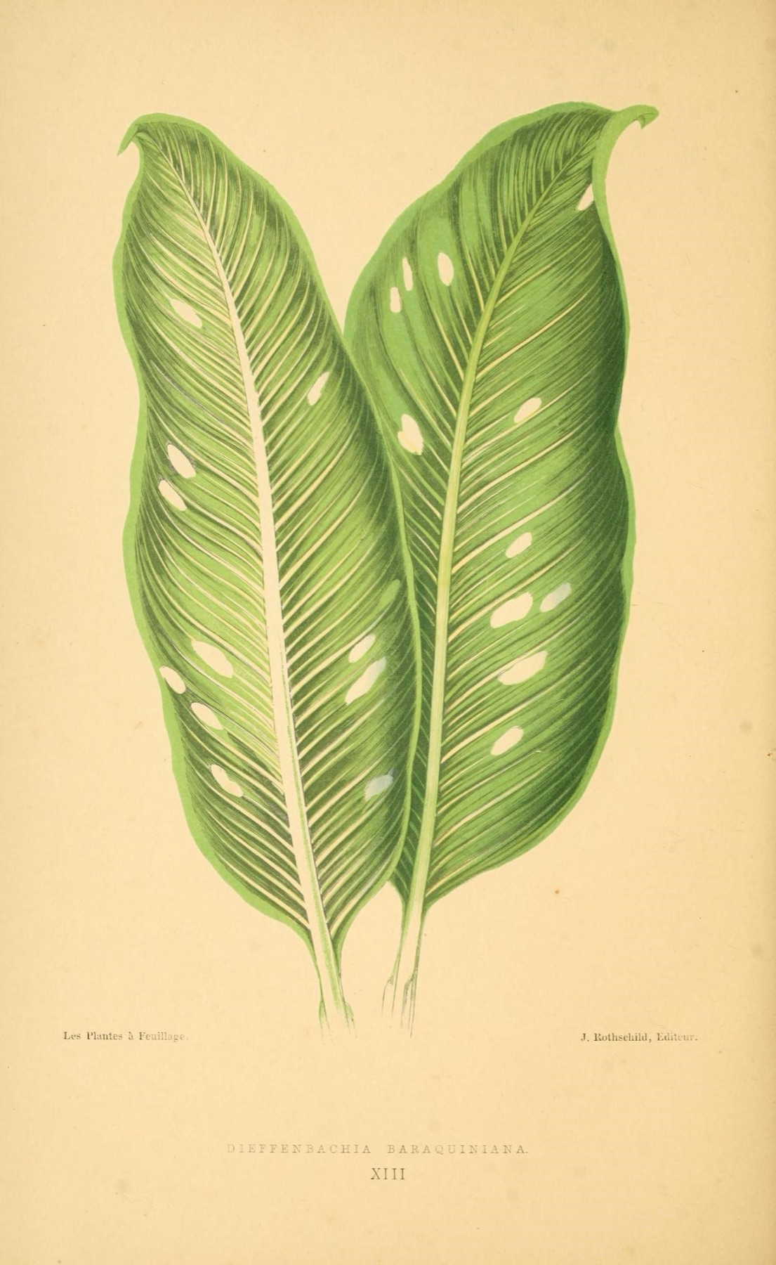 Dieffenbachia — photo 4