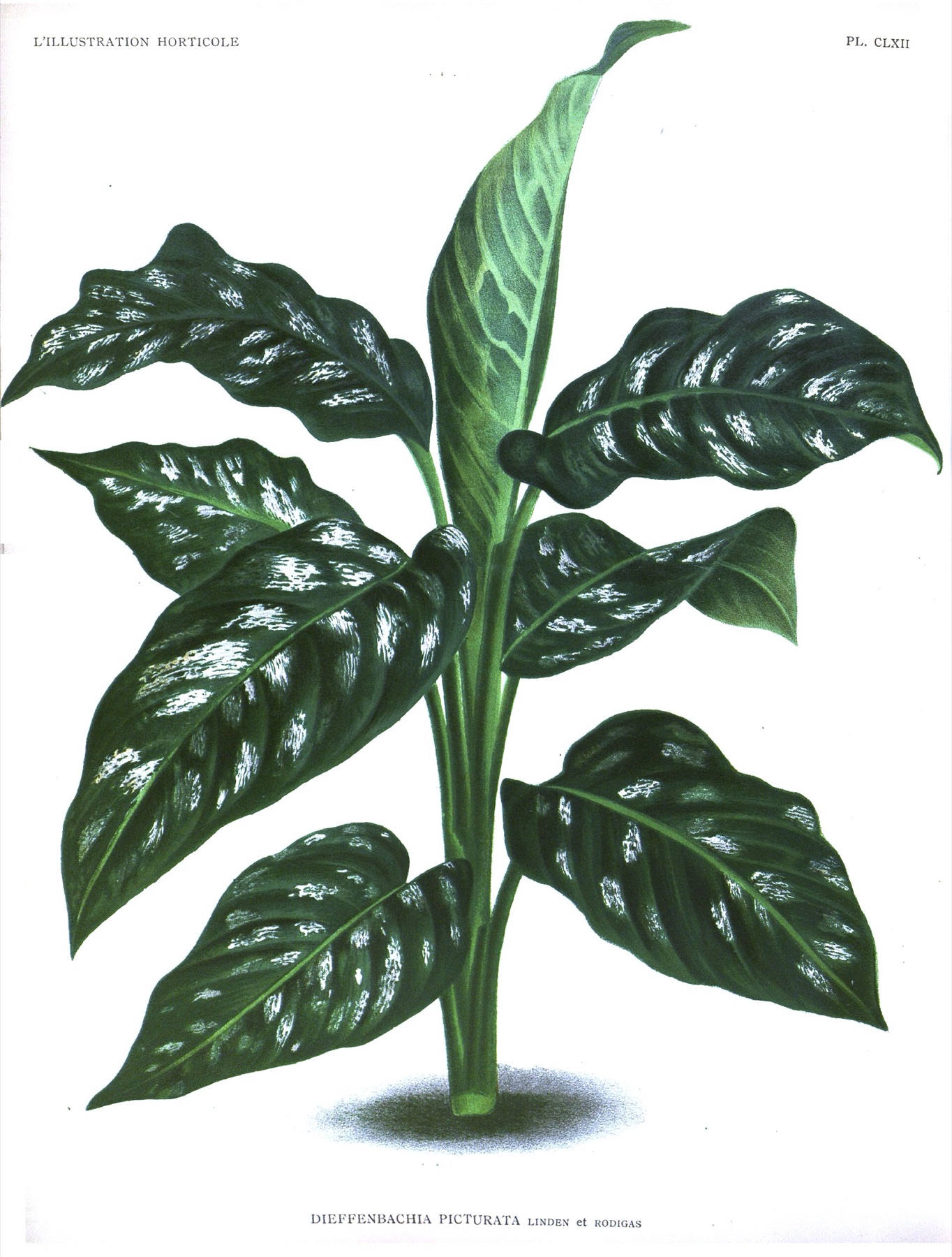 Dieffenbachia — photo 5
