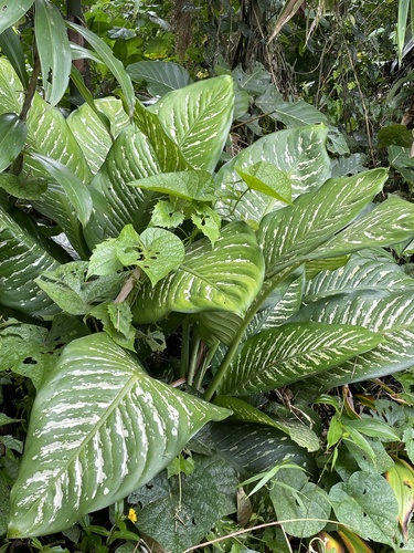 Dieffenbachia — photo 23