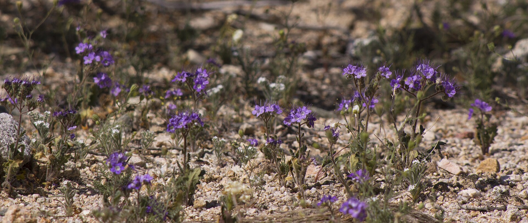 Distant Phacelia — photo 6