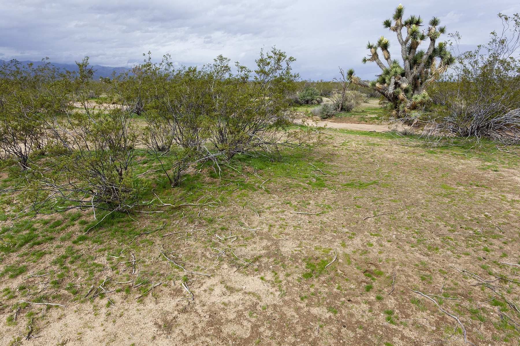 Distant Phacelia — photo 8