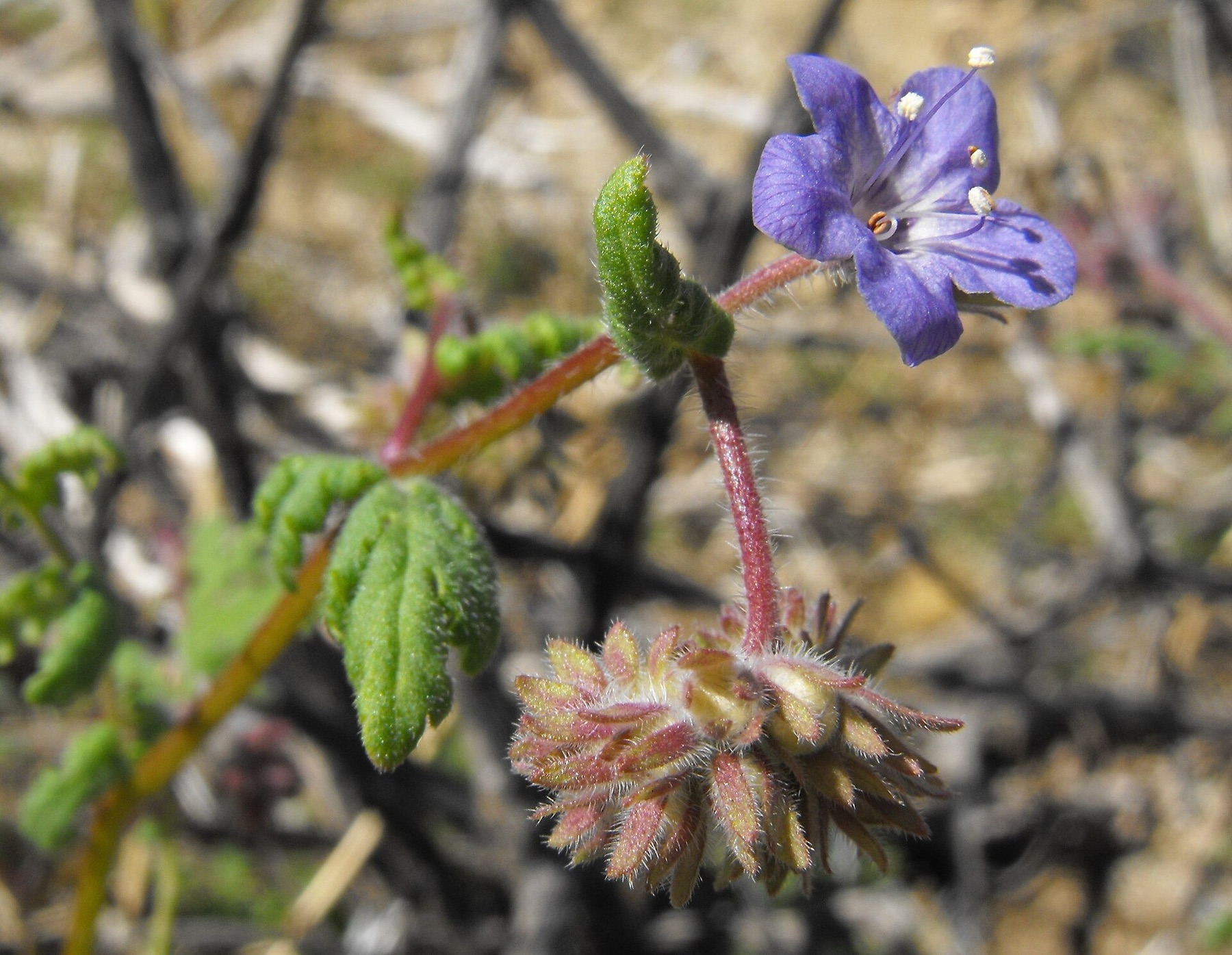 Distant Phacelia — photo 9