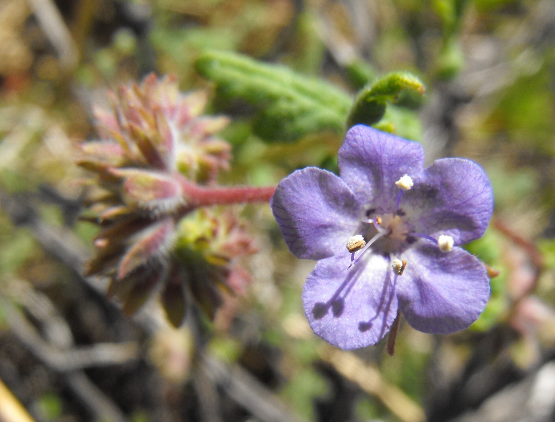 Distant Phacelia — photo 10