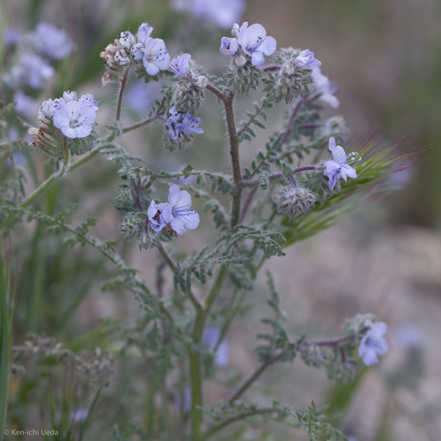Distant Phacelia — photo 11