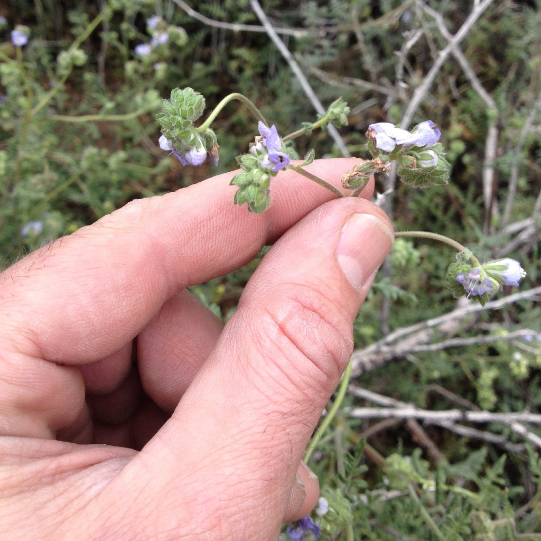 Distant Phacelia — photo 12
