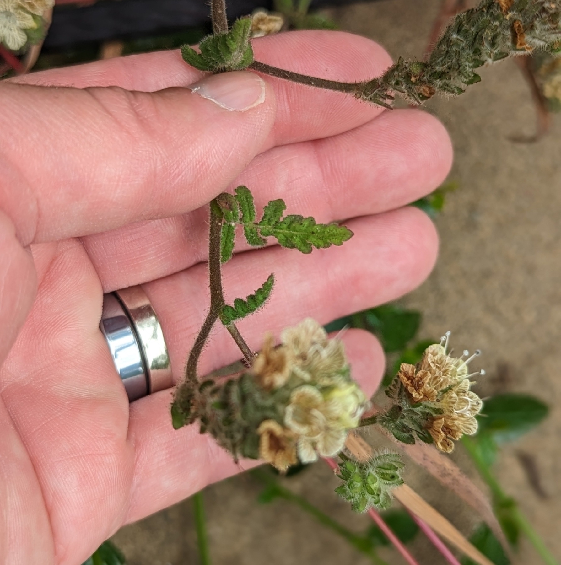 Distant Phacelia — photo 13