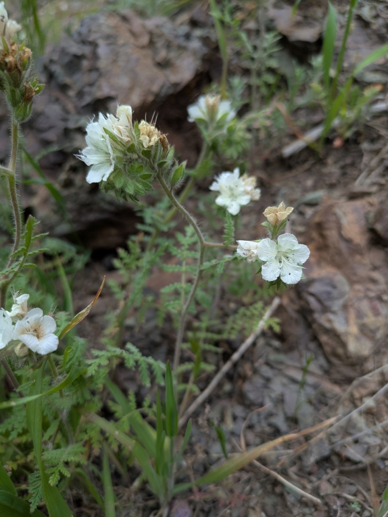 Distant Phacelia — photo 14