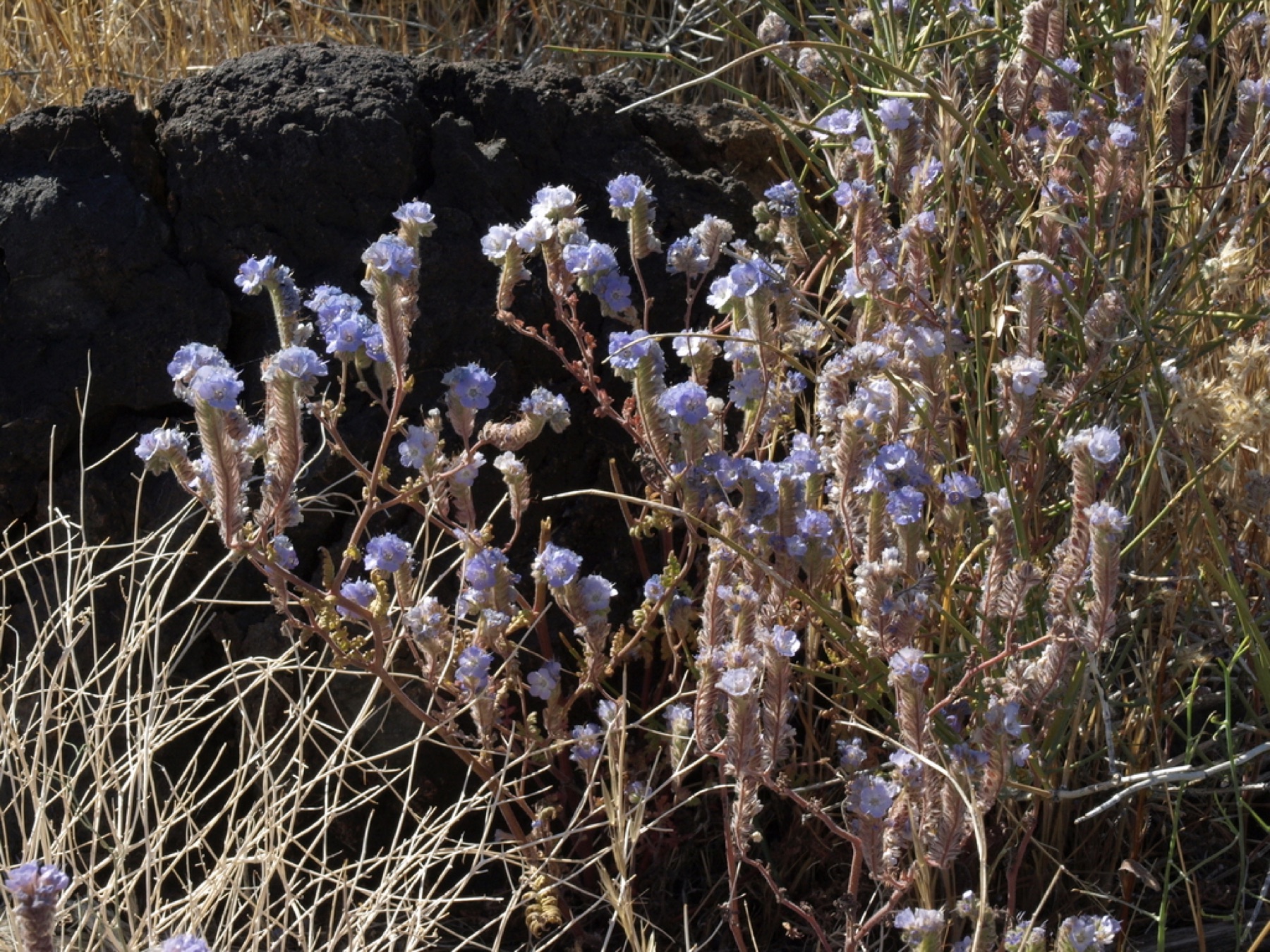 Distant Phacelia — photo 15