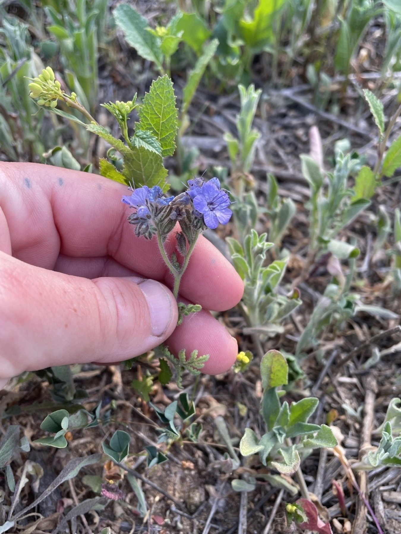 Distant Phacelia — photo 16