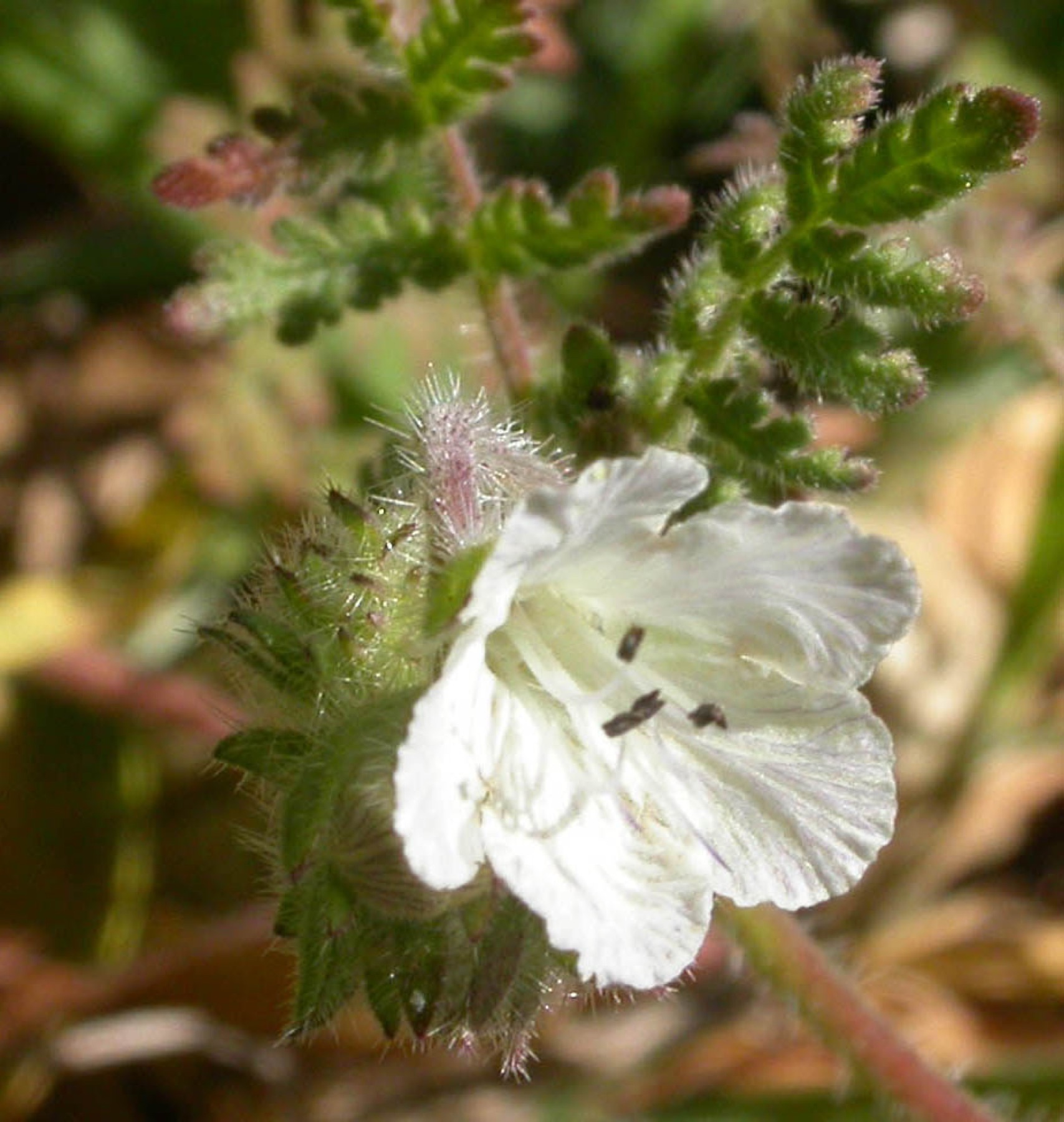 Distant Phacelia — photo 17