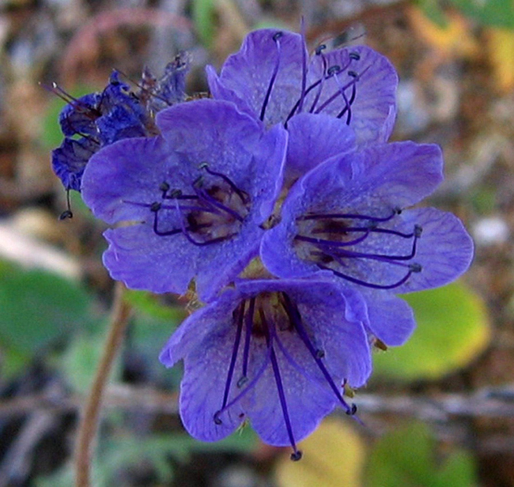 Distant Phacelia — photo 18