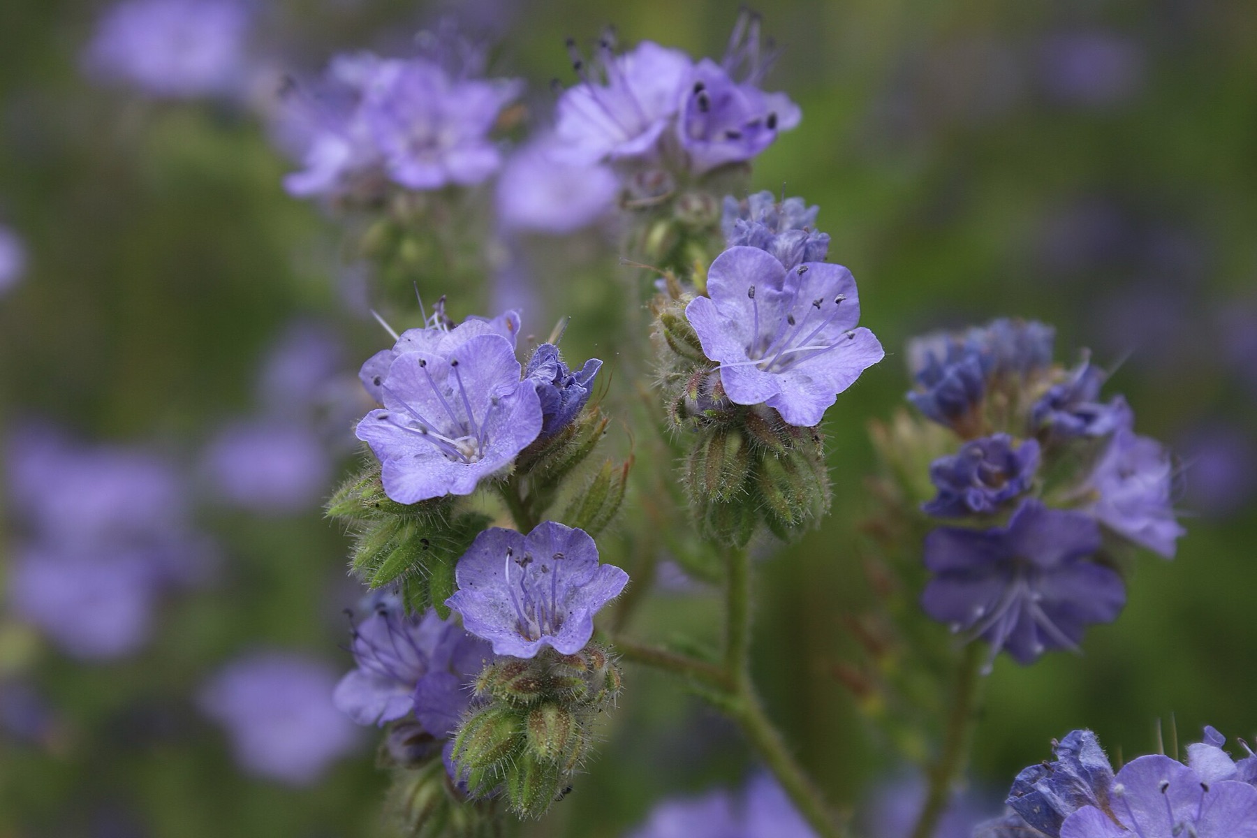 Distant Phacelia — photo 19