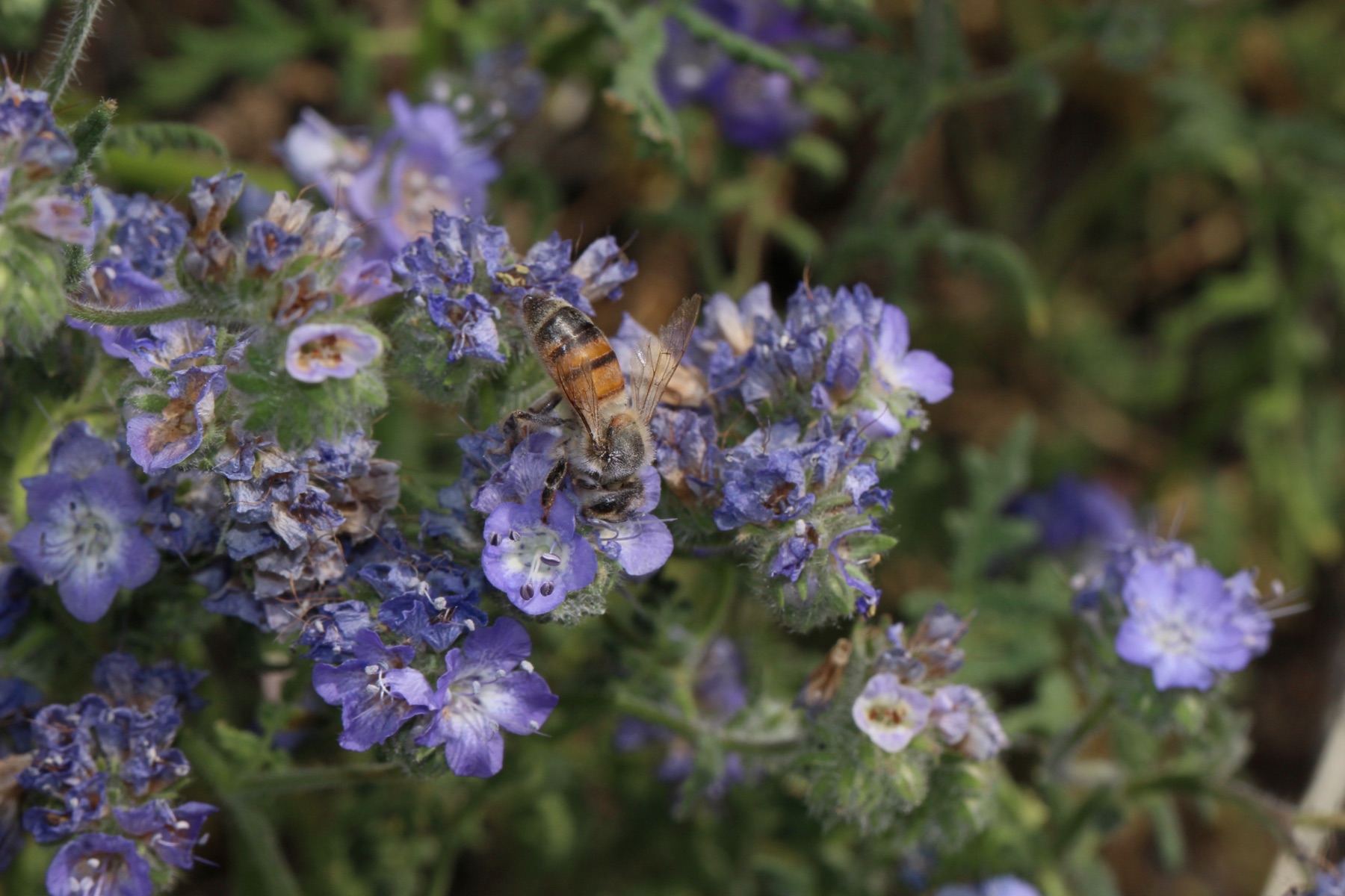 Distant Phacelia — photo 20