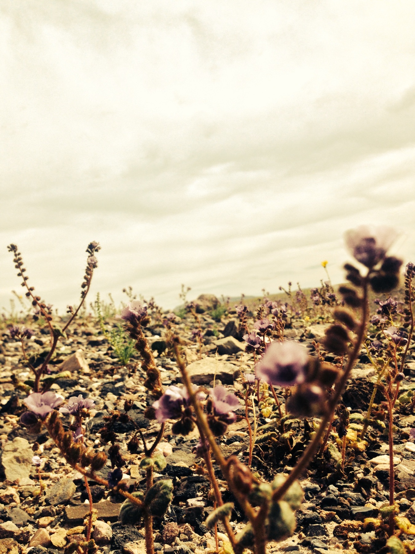 Distant Phacelia — photo 21